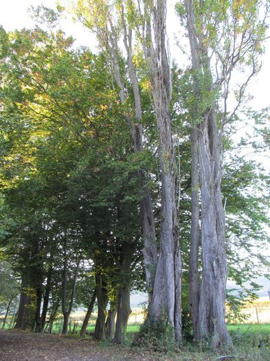  - Diverse 1 - Plimbari