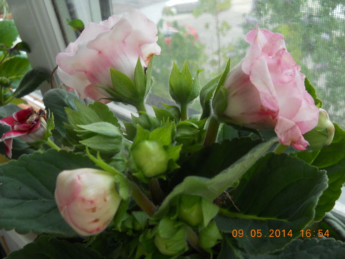 gloxinia - MAI 2014