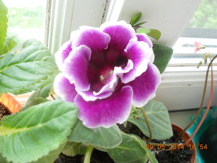 gloxinia - MAI 2014