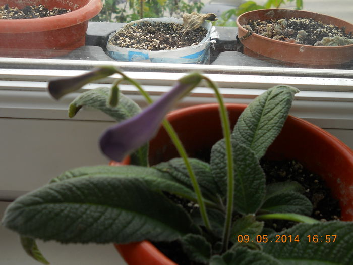 streptocarpus - MAI 2014