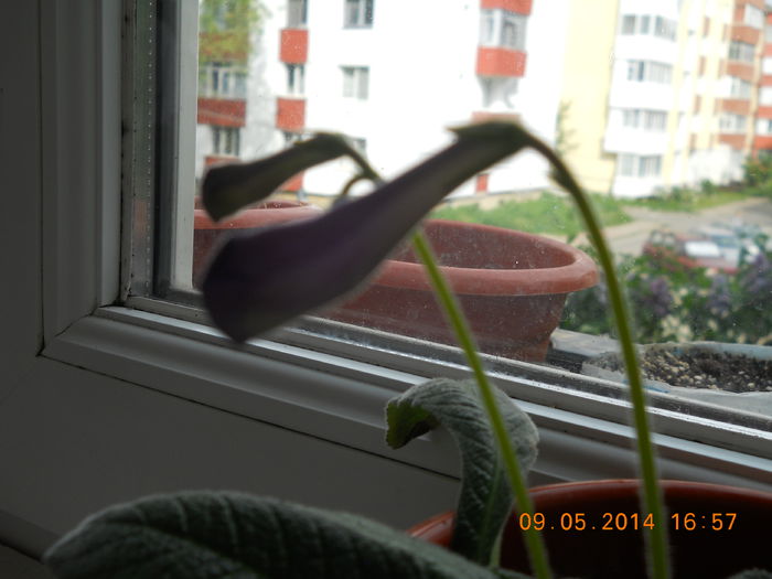 017 - MAI 2014
