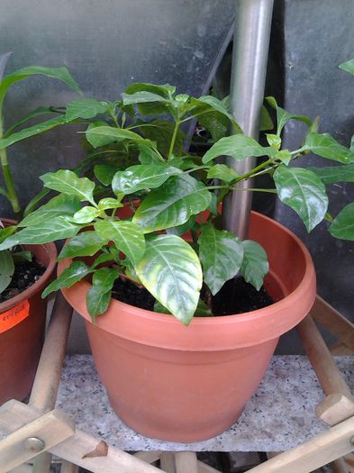 crossandra pui 1 - 1mai