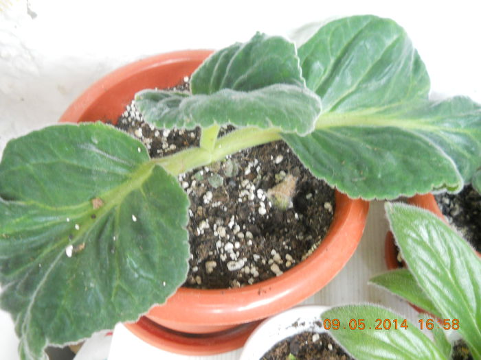 gloxinia - MAI 2014