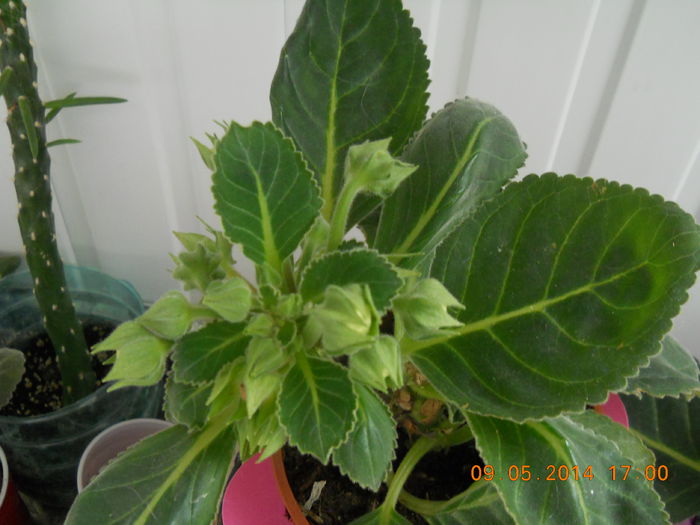 gloxinia - MAI 2014