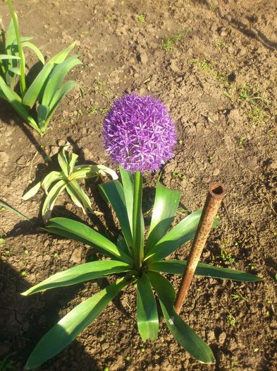 Allium giganteum