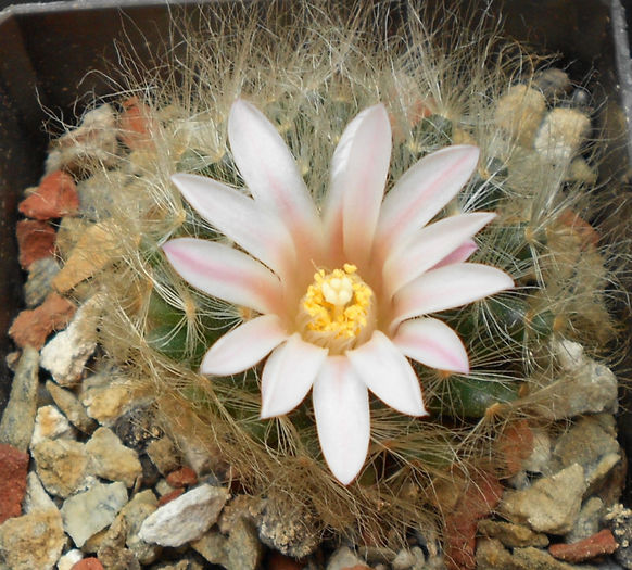 mammillaria aureilanata
