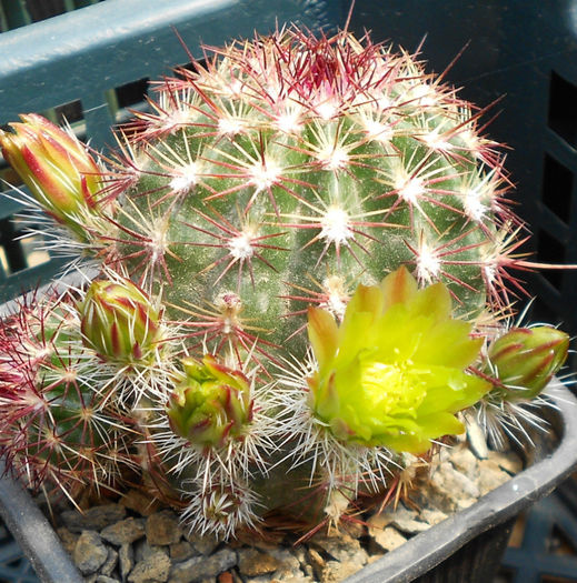 echinocereus viridiflorus