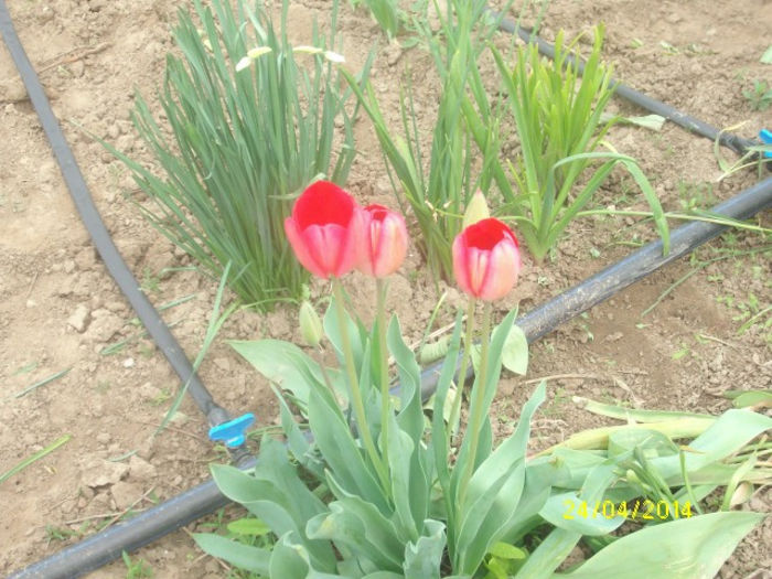 Lalele mele un buchet dintre ele - Gradina mea cu de toate