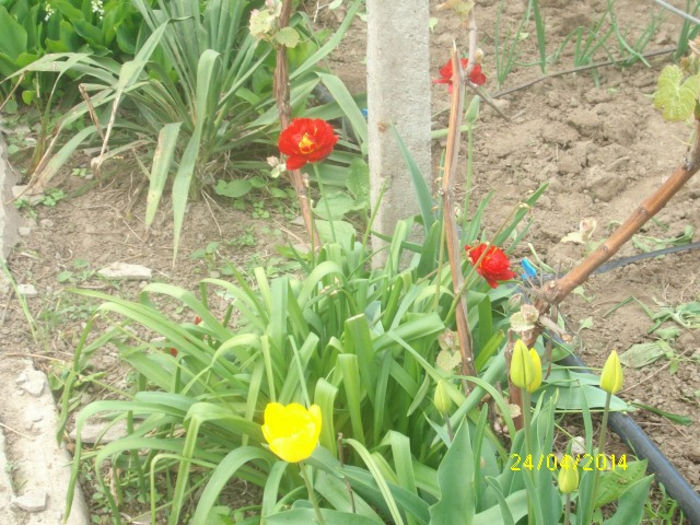 Alte lalele ale mele - Gradina mea cu de toate