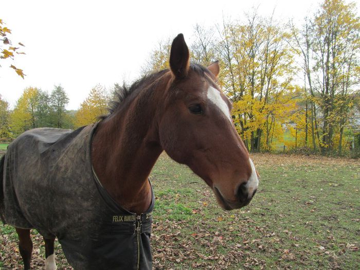 Felix - Diverse 1 - Plimbari