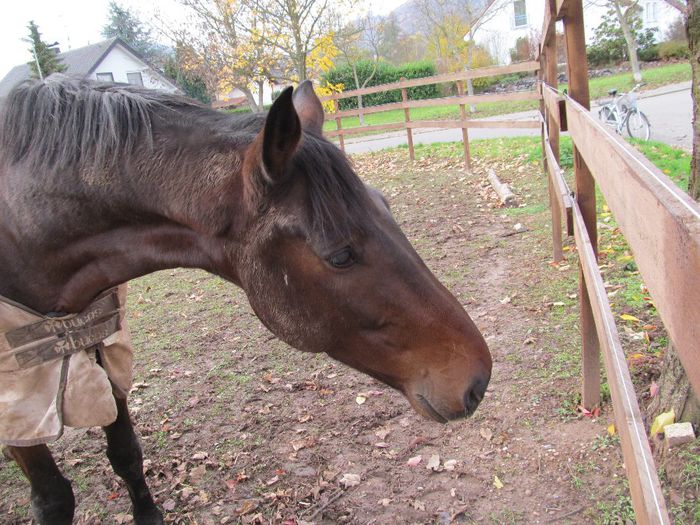  - Diverse 1 - Plimbari