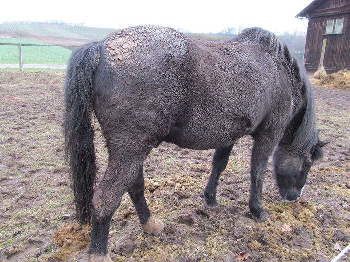  - Diverse 1 - Plimbari