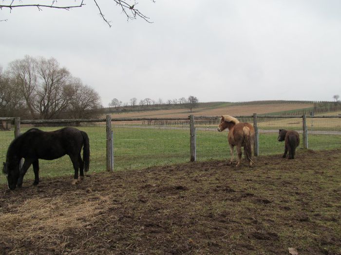  - Diverse 1 - Plimbari