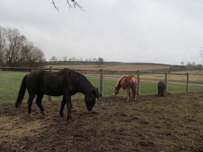  - Diverse 1 - Plimbari