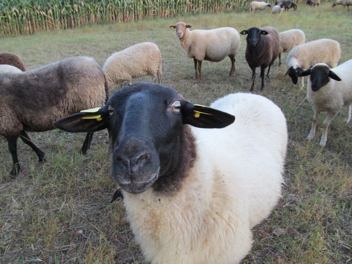 charmantul - Diverse 1 - Plimbari