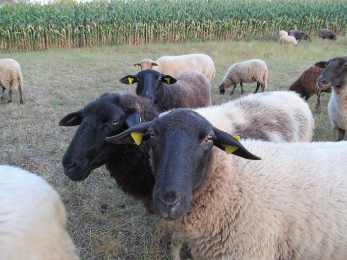 blazatul - Diverse 1 - Plimbari