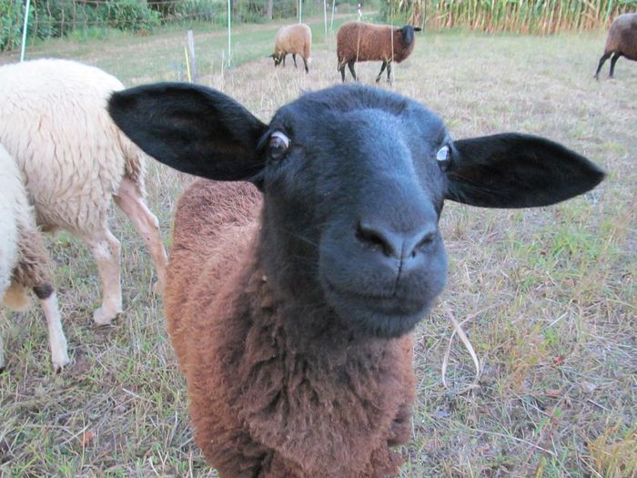 curiosul - Diverse 1 - Plimbari