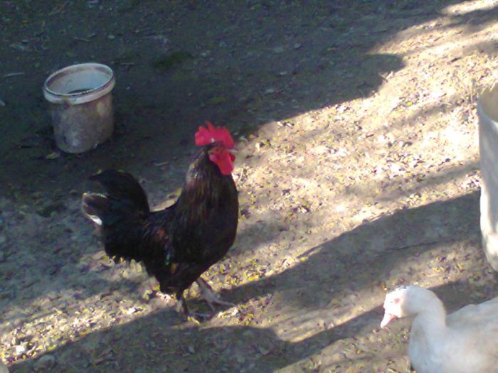 Fotografie0298 - Gaini conchinchina pitic