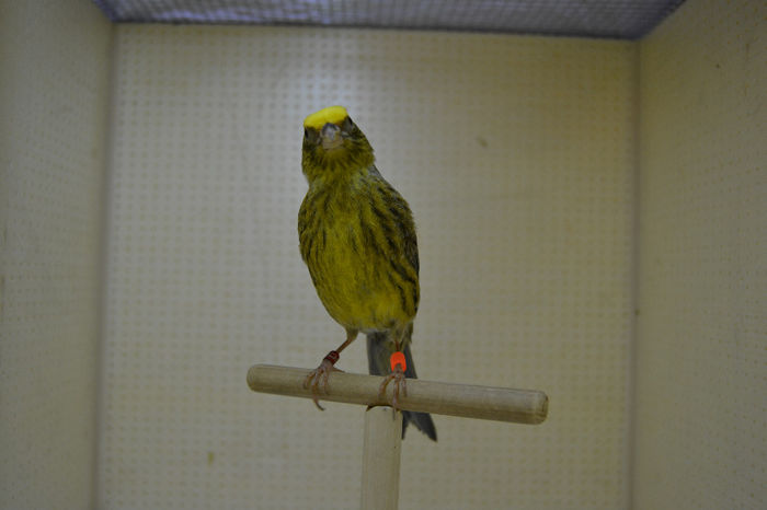 DSC_0154 - canari