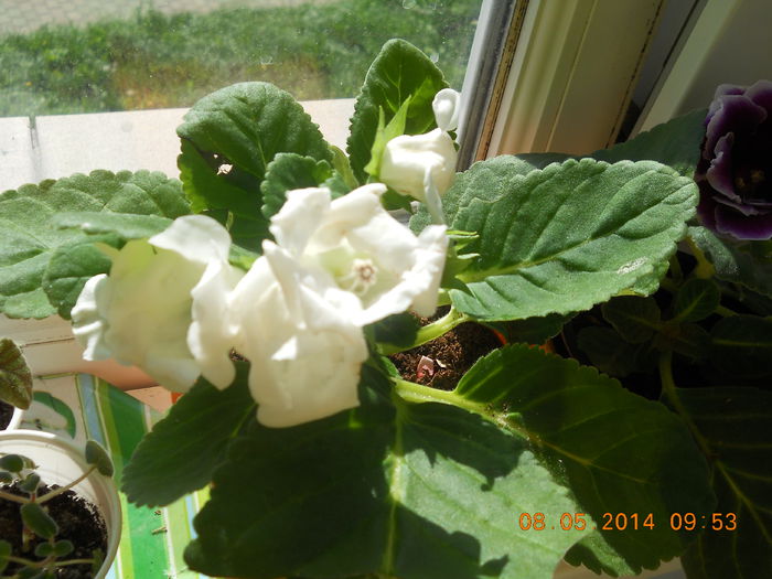 022 - GLOXINII 2014