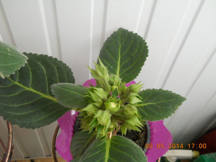 025 - GLOXINII 2014