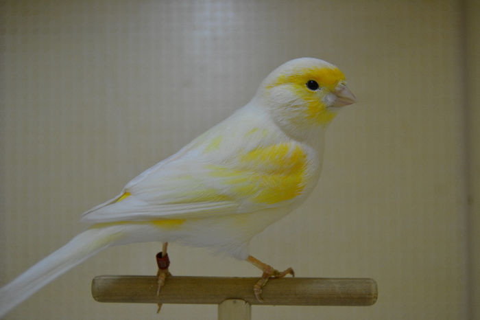 DSC_0178 - canari