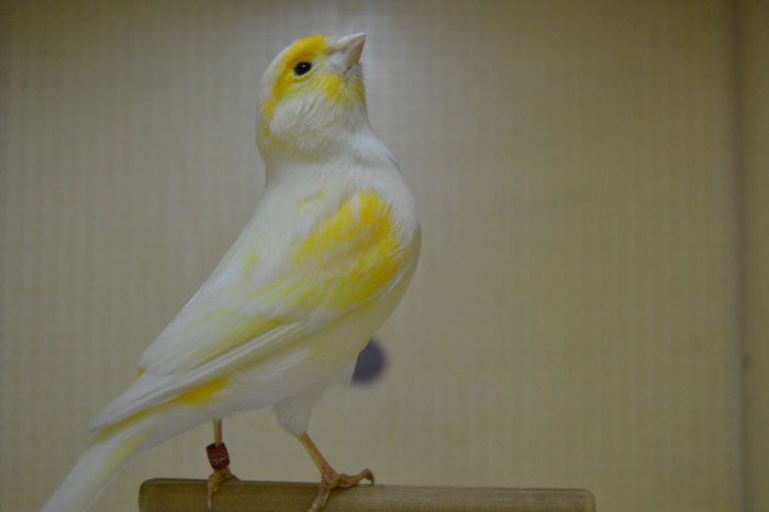 DSC_0180 - canari