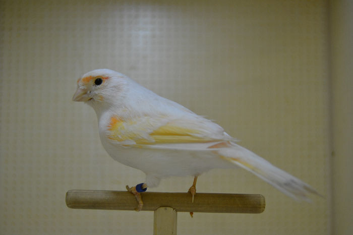 DSC_0181 - canari