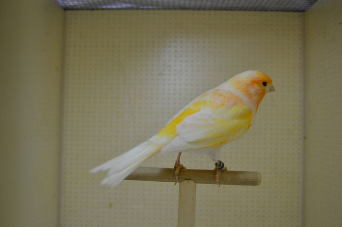 DSC_0226 - canari