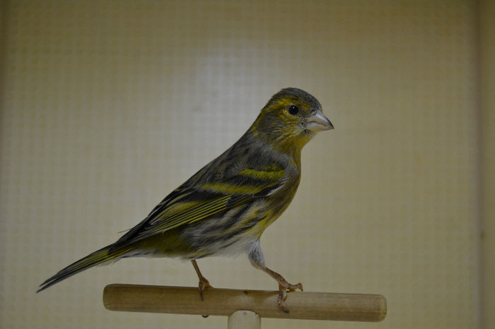 DSC_0234 - canari