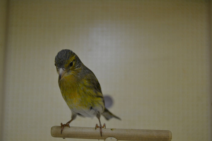 DSC_0237 - canari