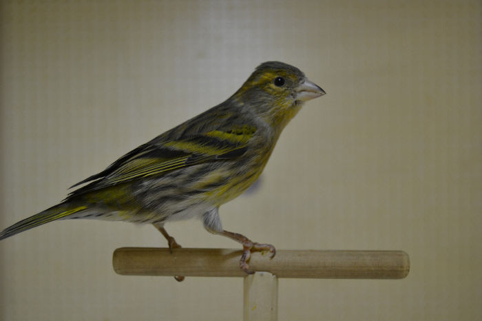 DSC_0243 - canari