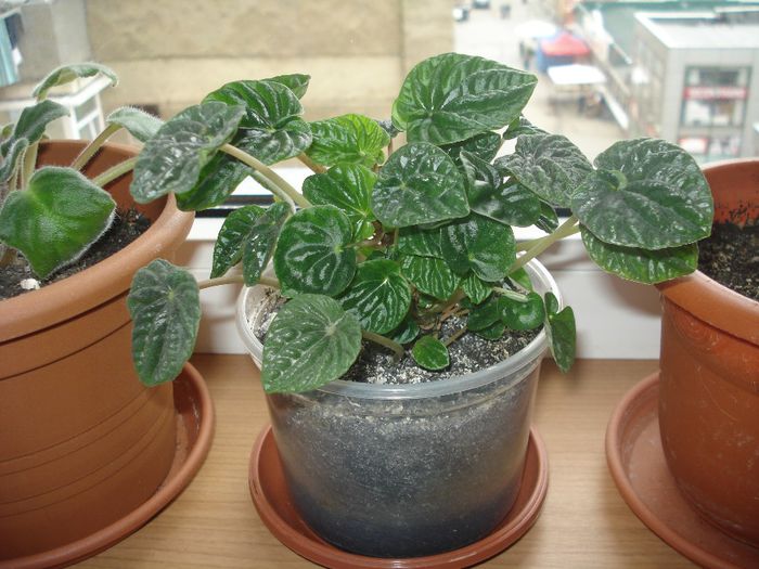 9.05.2014 - Episcia - flori de la Florentina Fontanini