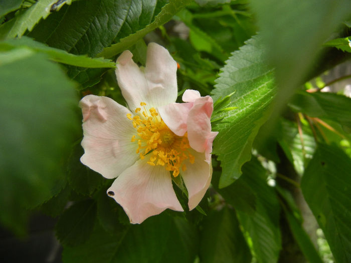 Rosa canina_Dog Rose (2014, May 09) Rosa canina_Dog Rose (2014, May 09)