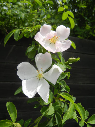 Rosa canina_Dog Rose (2014, May 09) Rosa canina_Dog Rose (2014, May 09)