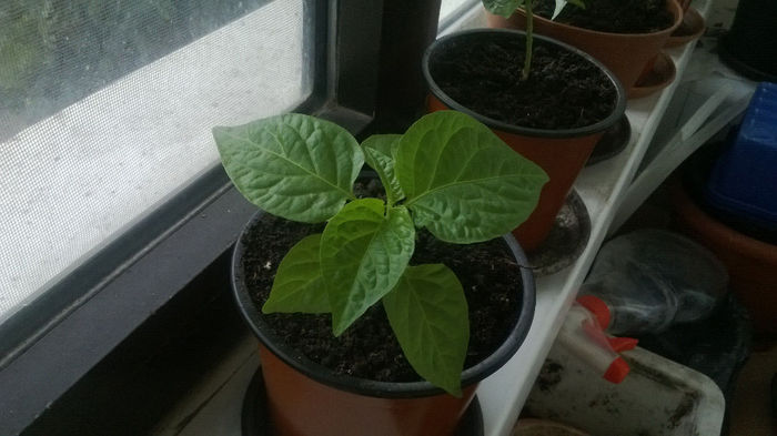 Dorset Naga - Bhut jolokia 2014