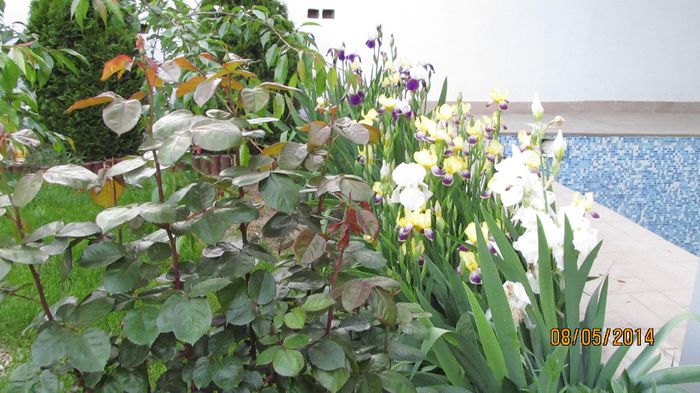 IMG_5451 - primavara 2014