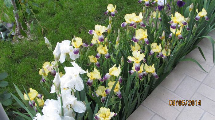 IMG_5454 - primavara 2014