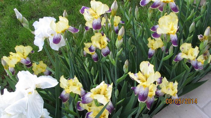 IMG_5455 - primavara 2014