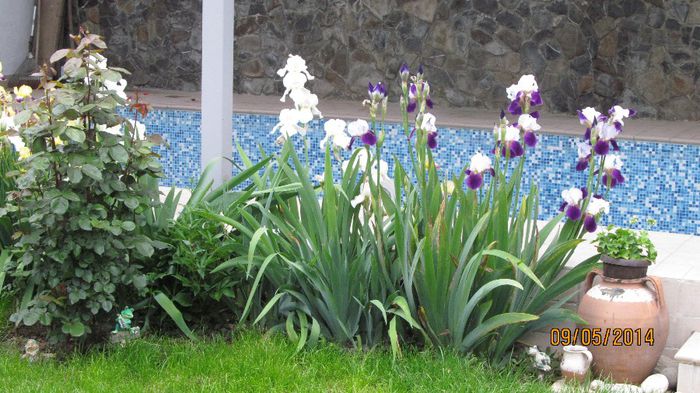 IMG_5466 - primavara 2014