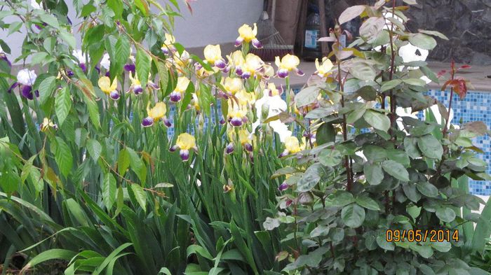 IMG_5467 - primavara 2014