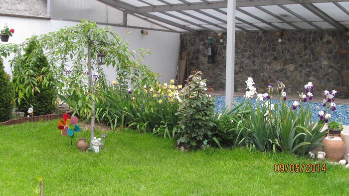 IMG_5469 - primavara 2014