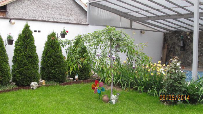 IMG_5470 - primavara 2014