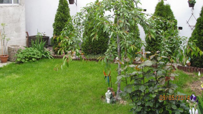 IMG_5474 - primavara 2014