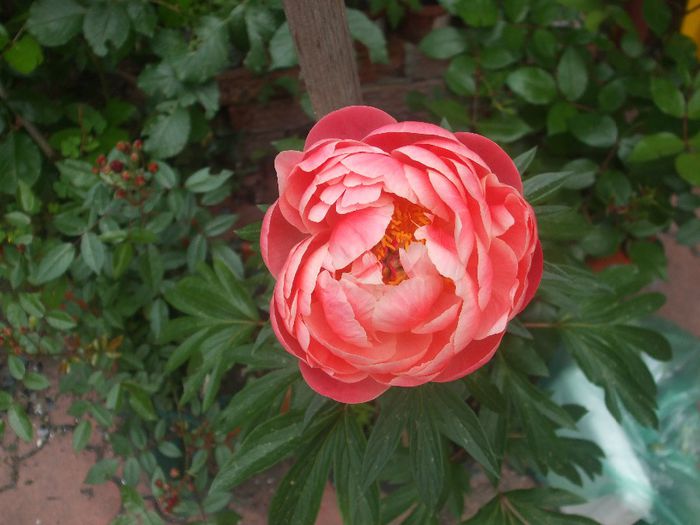 Coral Charm