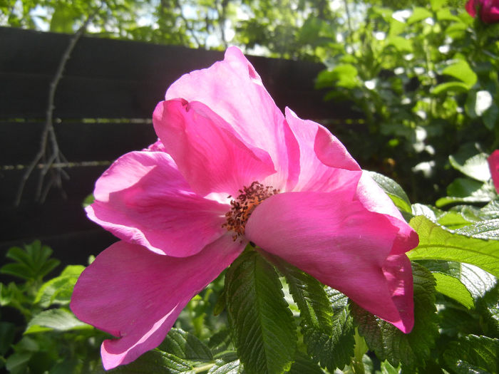 Rosa rugosa (2014, May 02)