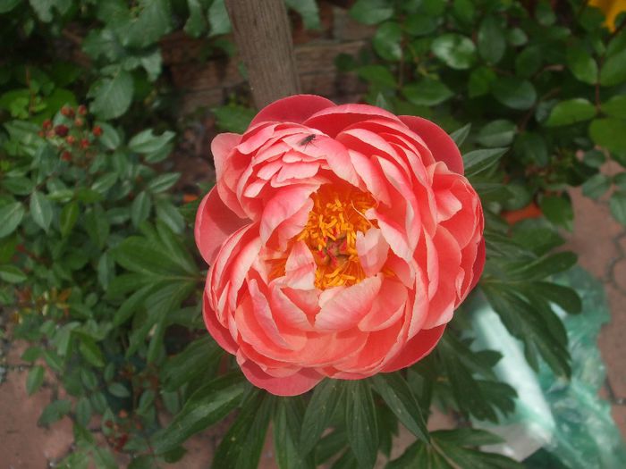 Coral Charm