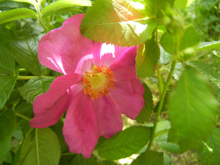 Rosa rugosa (2014, May 02)
