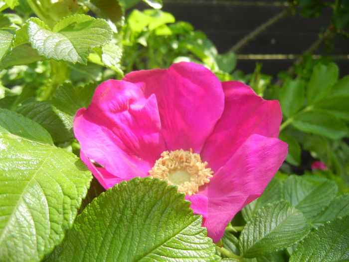 Rosa rugosa (2014, May 02)