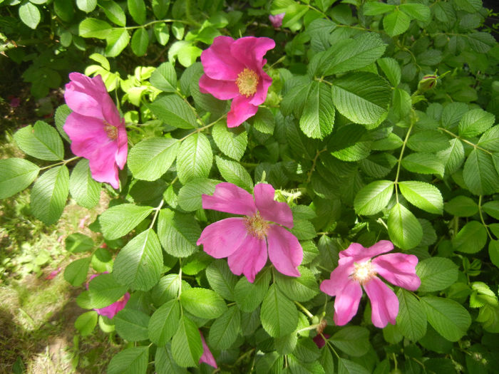 Rosa rugosa (2014, May 09)